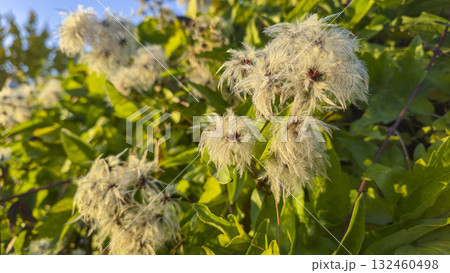 Blooming jasmine, like fluffy balls, climbs the fence at the dacha. 132460498
