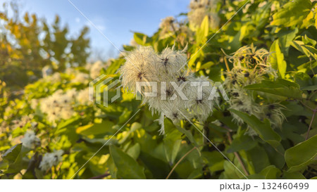 Blooming jasmine, like fluffy balls, climbs the fence at the dacha. 132460499