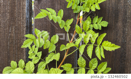 Old rustic wooden surface. Green vine on tree Background and construction boards Old rustic wooden surface. Green vine on tree Background and construction boards 132460502