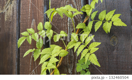 Old rustic wooden surface. Green vine on tree Background and construction boards 132460504