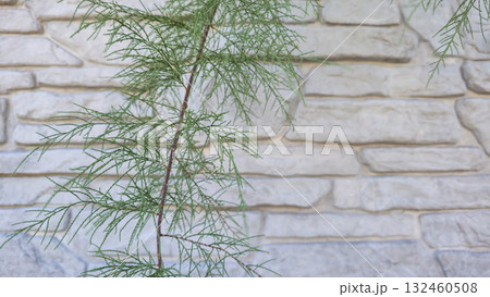 A fence or concrete wall, natural texture. Ivy climbs over the concrete surface. A fence or concrete wall, natural texture. Ivy climbs over the concrete surface. 132460508