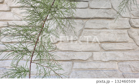 A fence or concrete wall, natural texture. Ivy climbs over the concrete surface. A fence or concrete wall, natural texture. Ivy climbs over the concrete surface. 132460509