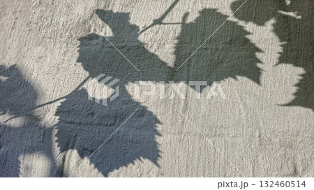 A fence or concrete wall with a shadow cast by grape leaves. Volumetric texture. 132460514