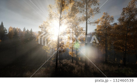 Sunlight pierces through the vibrant leaves of trees, creating a magical glow in the tranquil forest. The air is crisp, and the peaceful atmosphere invites exploration and reflection. 132460539