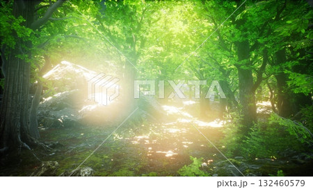 Bright sunlight streams through a dense canopy, illuminating a serene forest path. Lush green leaves vibrantly contrast with soft rays, creating a magical atmosphere of peace and beauty. 132460579