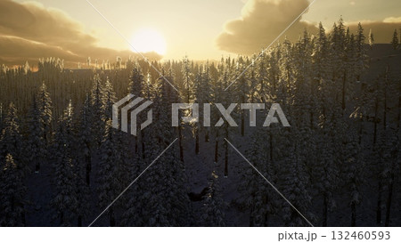 A breathtaking view of a snowy forest where sunlight gently cascades through tall pine trees. The tranquility of dawn creates a serene atmosphere in natures embrace. 132460593