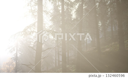 Soft, ethereal light filters through tall trees, creating a serene atmosphere. The mist envelops the forest, inviting peaceful reflection and connection with nature. 132460596