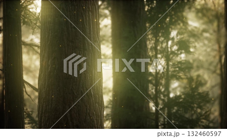 Golden sunlight gently illuminates the lush greenery in a serene forest. Tall trees create a peaceful atmosphere as nature awakens. A sense of calm envelops the surroundings. 132460597