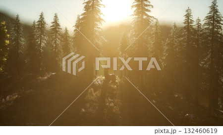 Soft golden sunlight filters through tall trees as a lone deer stands peacefully in the gentle morning mist. The quiet beauty of nature unfolds in the serene forest, captivating all who behold it. 132460619