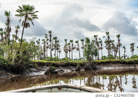 Boat trip on the Igarape do Urubu River, Delta das Americas to Ilha das Canarias, Brazil. South America 132460780
