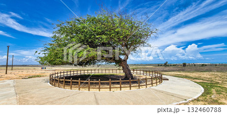The Combed tree at Luiz Correia, Piaui, Brazil. A tree that has been shaped by intense winds over time. The Combed tree at Luiz Correia, Piaui, Brazil. A tree that has been shaped by intense winds over time. 132460788