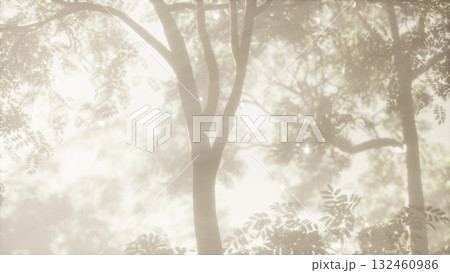 Sunlight filters through the dense leaves of towering trees, creating a mystical ambiance. The soft mist envelops the forest, inviting exploration and wonder at the start of a new day. 132460986