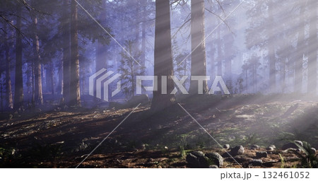 Sunlight streams through tall trees in a serene forest. The soft light creates shadows and highlights on the forest floor, enhancing the peaceful atmosphere. 132461052