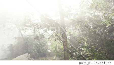 Morning light creates a mystical atmosphere in a vibrant forest, with mist rising among lush greenery and trees. Nature radiates peace and serenity in this tranquil setting. Morning light creates a mystical atmosphere in a vibrant forest, with mist rising among lush greenery and trees. Nature radiates peace and serenity in this tranquil setting. 132461077