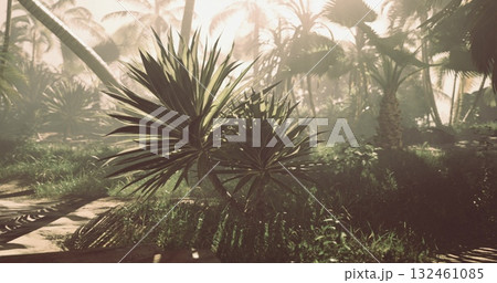 Vivid greenery fills the landscape with diverse plants under soft sunlight. Rays illuminate the tropical setting, enhancing the vibrant colors of the foliage and palm trees. 132461085