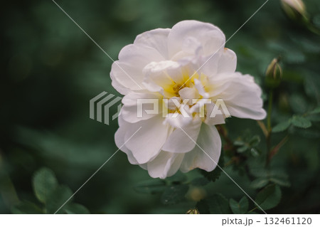 A delicate tea rose bud A delicate tea rose bud 132461120