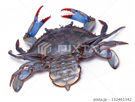 Live blue crab on white background Live blue crab on white background 132461342