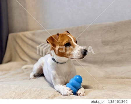 A young sad Jack Russell Terrier is waiting alone for the owner of the house A young sad Jack Russell Terrier is waiting alone for the owner of the house 132461363