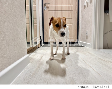 A young sad Jack Russell Terrier is waiting alone for the owner of the house A young sad Jack Russell Terrier is waiting alone for the owner of the house 132461371
