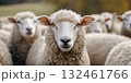 Flock of sheep grazes peacefully in a rustic farm setting alive with nature. Detailed closeup of brown and white sheep herd. Concept of sheep farming and herding. Open-air sheepfold. Farmhouse 132461766