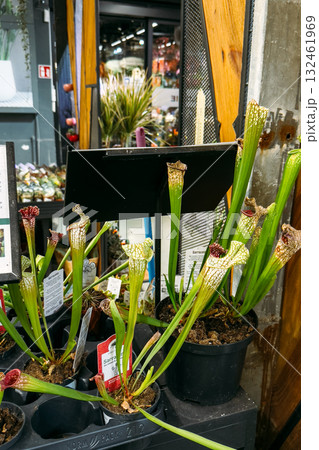 Potted carnivorous Sarracenia plants displayed for sale in a garden center. Botanical biodiversity, indoor gardening, urban plant retail, sustainable plant care 132461969