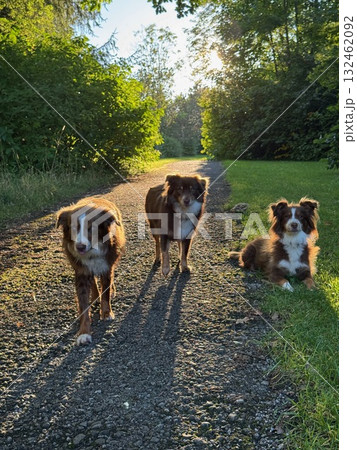 Three dogs are walking on a path in a park Three dogs are walking on a path in a park 132462092