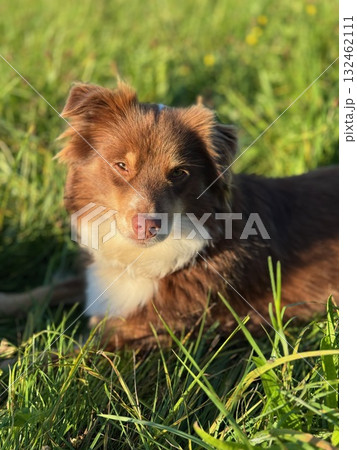 Brown and white dog is laying in the grass 132462111