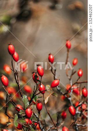 Wild Rose Hips on Shrub Thorny Branches Wild Rose Hips on Shrub Thorny Branches 132462207