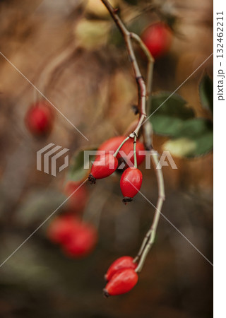 Red Wild Rose Hips on Thorny Branches Red Wild Rose Hips on Thorny Branches 132462211