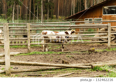 Spotted cow standing in a rustic farmyard surrounded by wooden fencing, with a barn in the background and trees lining the area, showcasing rural life and animal husbandry Spotted cow standing in a rustic farmyard surrounded by wooden fencing, with a barn in the background and trees lining the area, showcasing rural life and animal husbandry 132462216