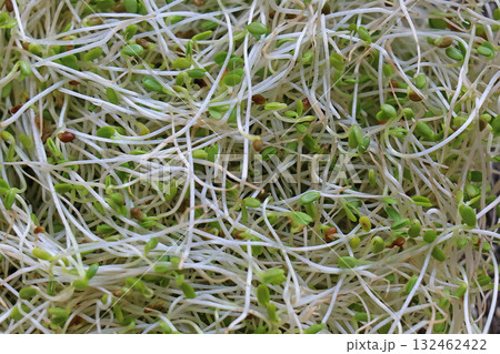 Organic alfalfa sprouts background 132462422