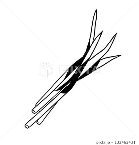 bunch of leek isolated on white background bunch of leek isolated on white background 132462431