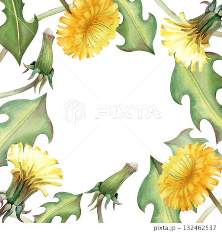 A square frame of yellow wildflowers, hand-drawn. Watercolor illustration with dandelions. A botanical template with medicinal plants for invitations, packaging, booklets, and postcards. A square frame of yellow wildflowers, hand-drawn. Watercolor illustration with dandelions. A botanical template with medicinal plants for invitations, packaging, booklets, and postcards. 132462537
