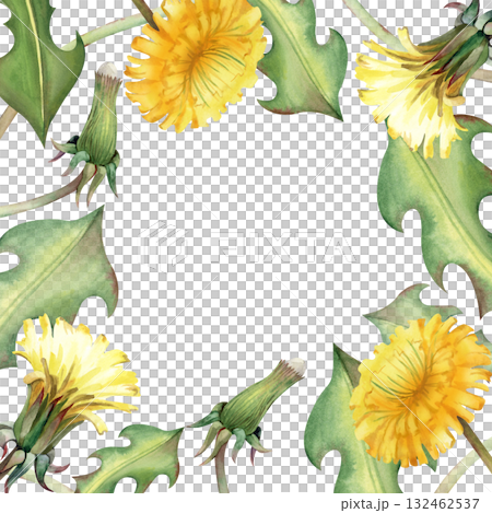A square frame of yellow wildflowers, hand-drawn. Watercolor illustration with dandelions. A botanical template with medicinal plants for invitations, packaging, booklets, and postcards. A square frame of yellow wildflowers, hand-drawn. Watercolor illustration with dandelions. A botanical template with medicinal plants for invitations, packaging, booklets, and postcards. 132462537