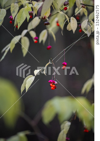 Spindle tree branch with pink and orange berries in autumn forest 132462575