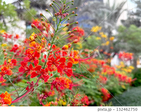 Close-up of Caesalpinia pulcherrima flowers, also known as peacock flower, blooming in a tropical garden.  132462750