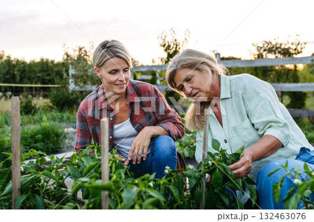 Mother and daughter harvesting fresh peppers in garden. Mother and daughter harvesting fresh peppers in garden. 132463076
