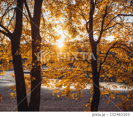 Beautiful autumn landscape with colorful foliage in forest. Beautiful autumn landscape with colorful foliage in forest. 132463163