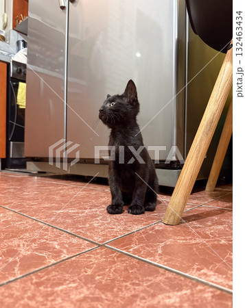 Black kitten sitting on tiled kitchen floor looking up. Domestic pet, curiosity and everyday home moment with warm lighting and casual atmosphere. 132463434