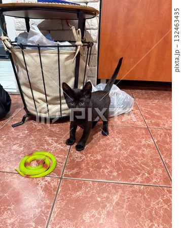 Black kitten standing on tiled floor near green toy snake. Domestic pet, curiosity and playful moment captured in cozy home environment. 132463435