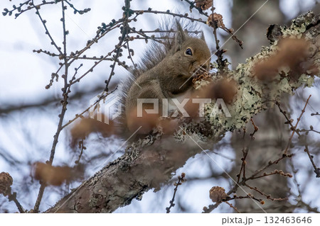 餌を食べる野生の二ホンリス 132463646