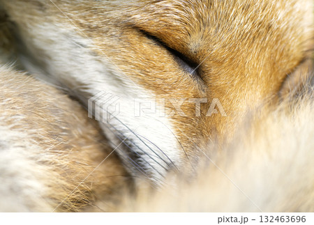 Red fox sleeping curled up, eyes closed and tail wrapped around its face Red fox sleeping curled up, eyes closed and tail wrapped around its face 132463696