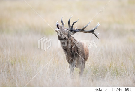 Portrait of a red deer stag roaring during rutting season in autumn 132463699