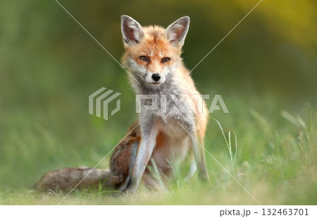 Portrait of a red fox sitting on green grass in a meadow Portrait of a red fox sitting on green grass in a meadow 132463701