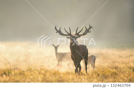 Red deer stag roaring in misty field at golden sunrise Red deer stag roaring in misty field at golden sunrise 132463704
