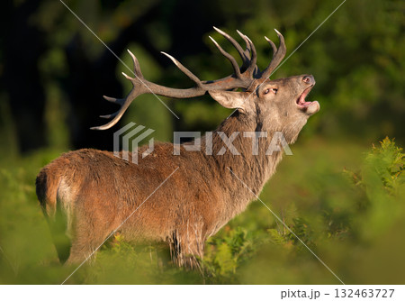 Red deer stag roaring during rutting season in morning light 132463727