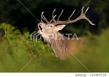 Portrait of a red deer stag roaring during rutting season in autumn Portrait of a red deer stag roaring during rutting season in autumn 132463728