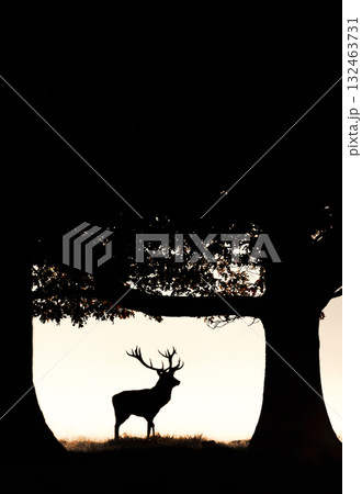 Silhouette of a red deer stag standing next to a tree in a misty field at sunrise 132463731