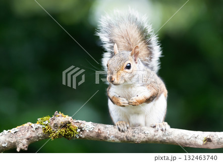 Curious young grey squirrel standing on a tree branch Curious young grey squirrel standing on a tree branch 132463740