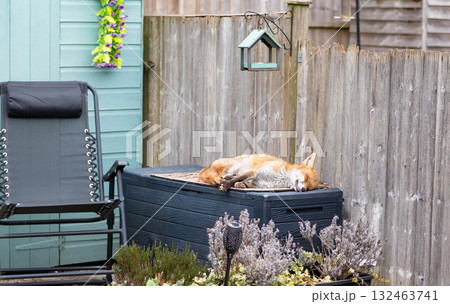 Urban fox sleeping on a garden storage box 132463741